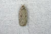 Agonopterix ocellana