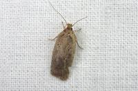 Agonopterix scopariella