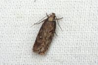Depressaria albipunctella
