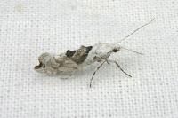 Ypsolopha asperella