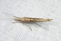 Ypsolopha mucronella