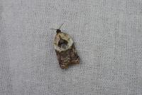 Acleris variegana