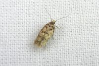 Bryotropha