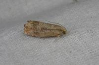 Cydia amplana/molybdana