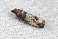 Notocelia incarnatana/mediterranea