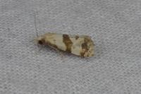Phalonidia contractana
