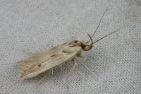 Stomopteryx detersella