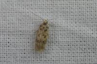 Bryotropha