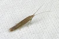 Coleophora