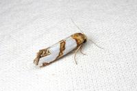 Eugnosta magnificana