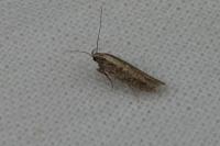 Scrobipalpa