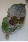 Acrocercops brongniardella