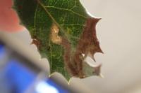 Stigmella suberivora