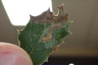 Stigmella suberivora