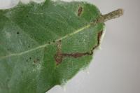 Ectoedemia heringella