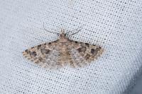 Alucita hexadactyla