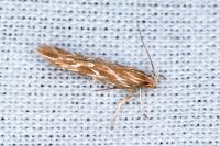 Pyroderces argyrogrammos