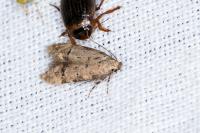 Teleiodes vulgella