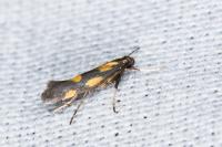 Euspilapteryx auroguttella