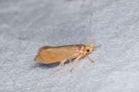 Crassa unitella