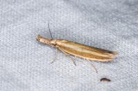 Pleurota aristella