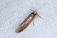 Cephimallota crassiflavella