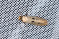Tinea trinotella