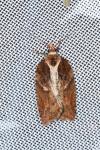 Acleris
