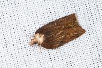 Acleris hastiana