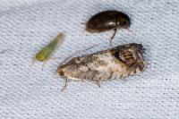 Cydia splendana