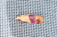 Diceratura ostrinana