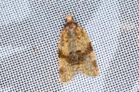 Epagoge grotiana