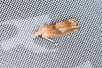 Eucosma conterminana