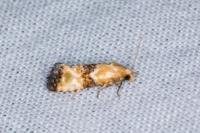Eupoecilia angustana
