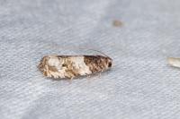 Gypsonoma dealbana