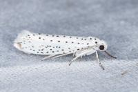 Yponomeuta evonymella