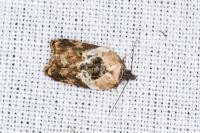 Acleris variegana