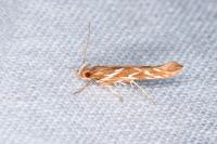 Pyroderces argyrogrammos
