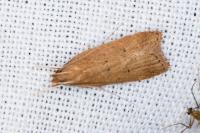 Helcystogramma lutatella