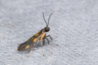 Euspilapteryx auroguttella