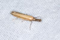 Pleurota
