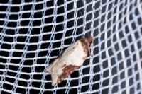 Acleris schalleriana