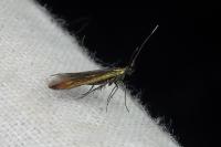 Coleophora