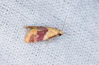 Diceratura ostrinana