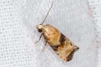 Eupoecilia angustana