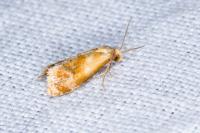 Gynnidomorpha rubricana