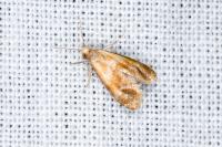 Gynnidomorpha rubricana