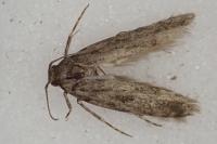 Teleiopsis diffinis