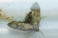Aplota palpella