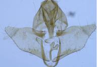 Aplota palpella